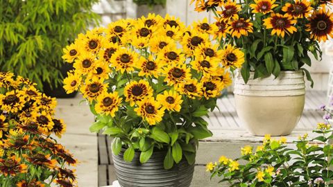 83 cultivars de rudbeckias sont à l’essais dans 6 sites européens. Une vitrine in situ pour montrer la richesse variétale et pour déterminer la plante de l’année 2020.©Fleuroselect